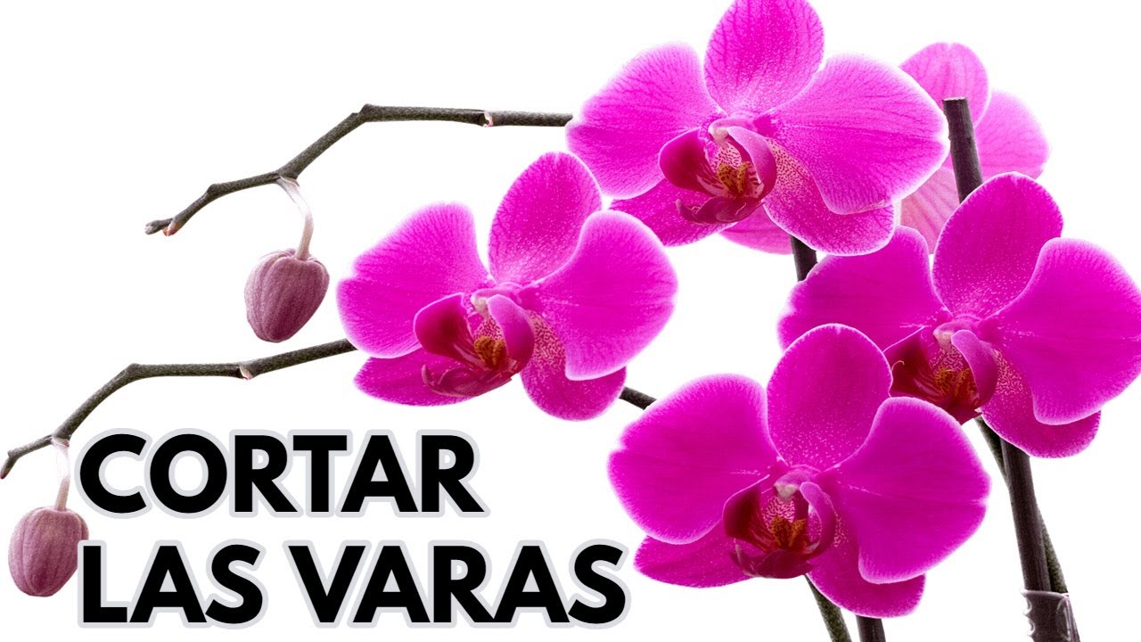 orquideas cortar las varas florales CHUYITO JARDINERO