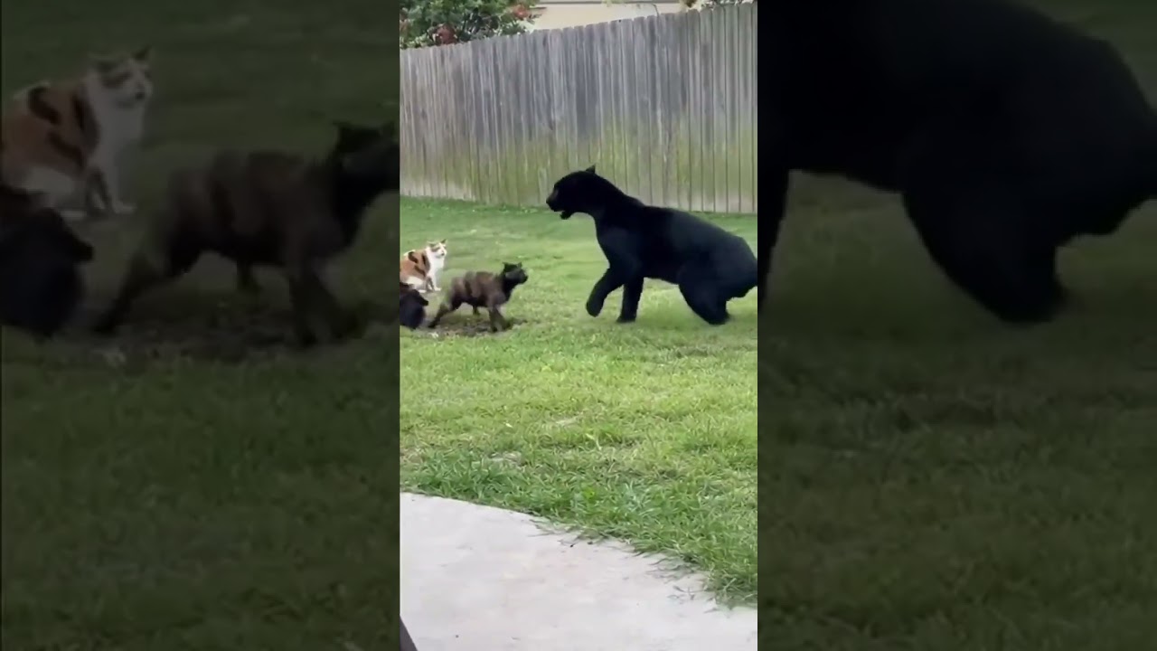 The Bravest Bodyguard Cat! Fights Off a Giant Panther to Protect Its Friend!#catshorts
