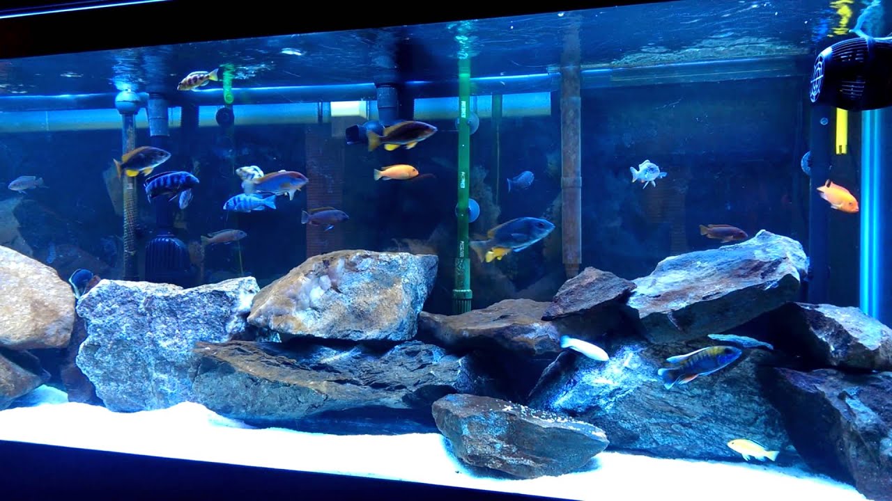 125 Gallon African Cichlid Aquarium