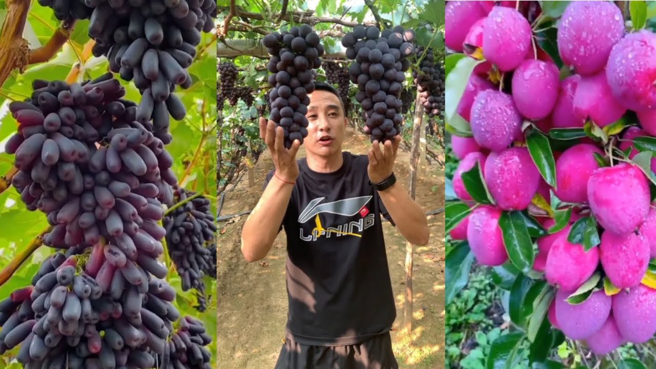 Most amazing natural farming life satisfying farm fresh fruits cutting