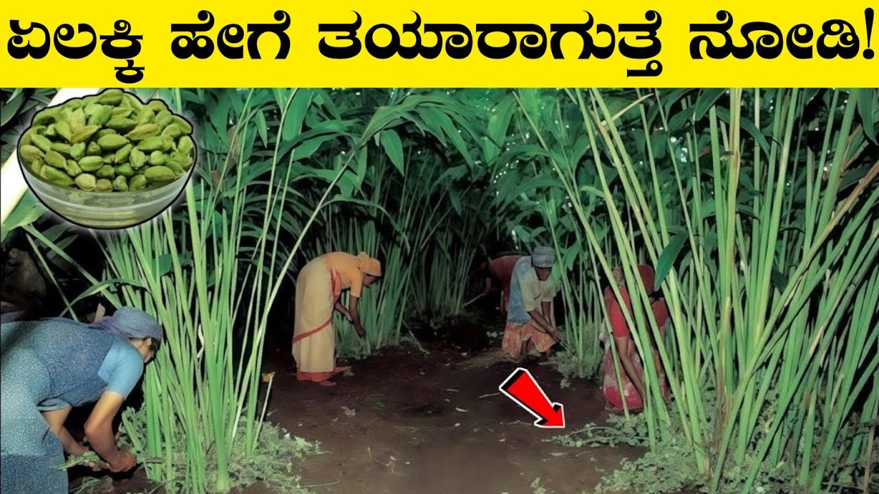 ಏಲಕ್ಕಿ ಹೇಗೆ ತಯಾರಾಗುತ್ತೆ ನೋಡಿ| Elaichi, Clove, Cardamom, Black pepper Farming Complete Process