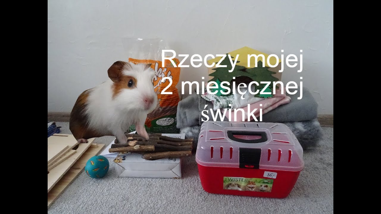Wszystkie rzeczy mojej świnki morskiej