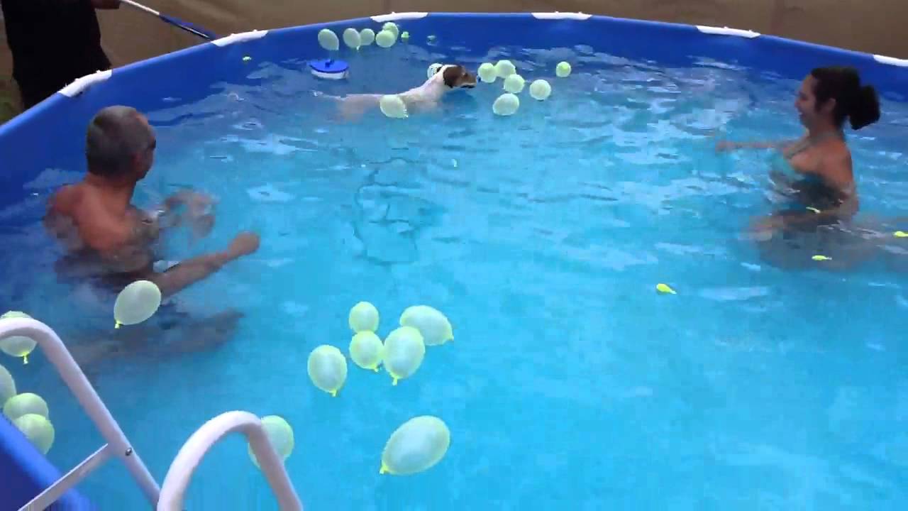 Dog pops balloons in pool
