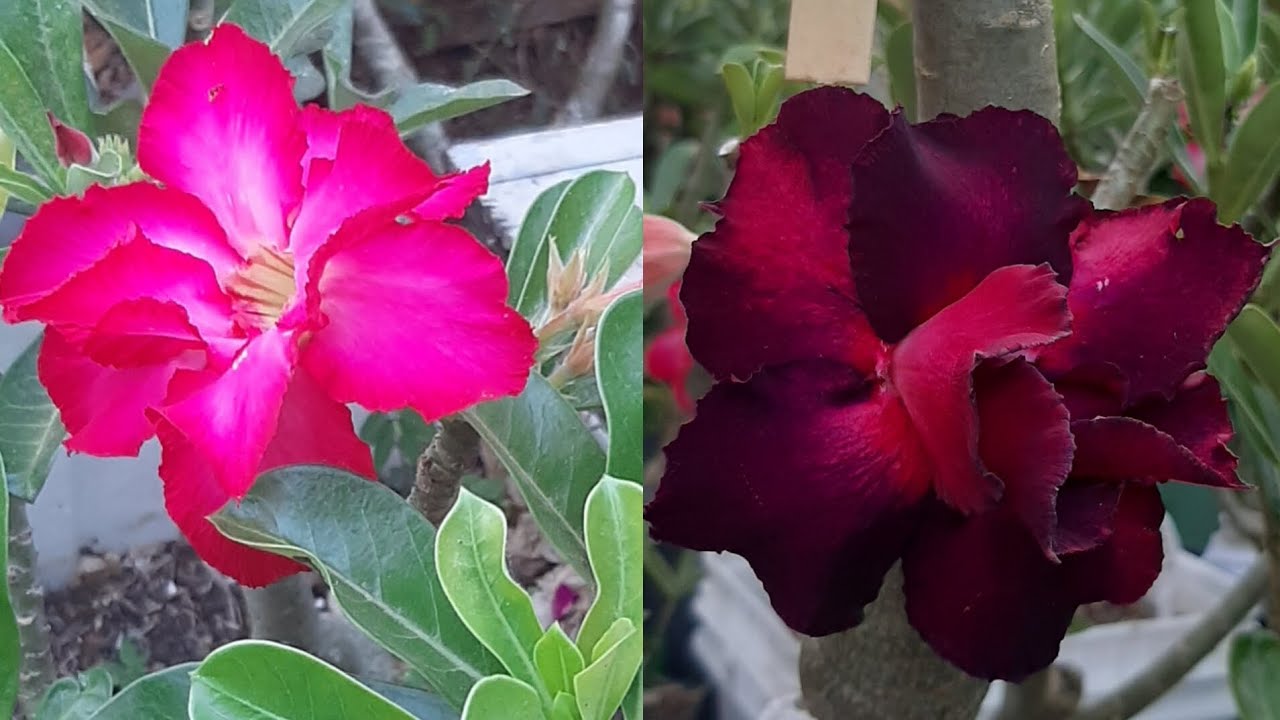 VOLTINHA NAS FLORES