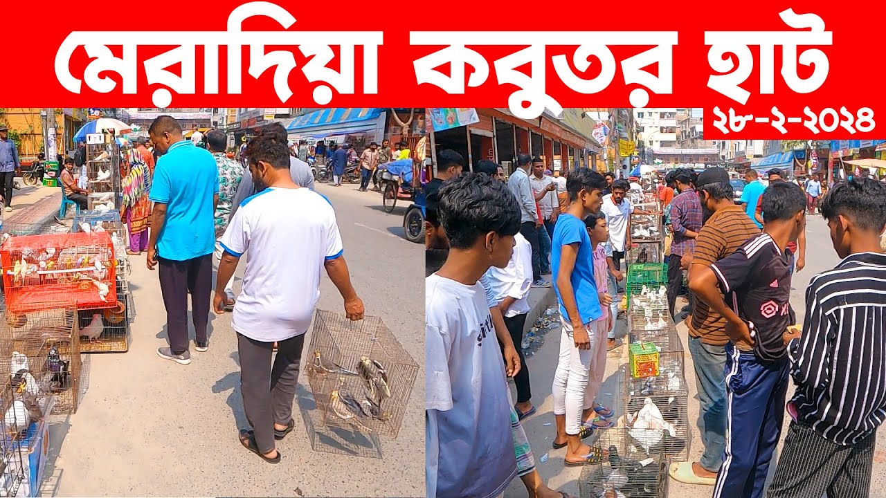 মেরাদিয়া কবুতর হাট ২৮-২-২০২৪ | kobutor hat 2024 | pigeon market in bangladesh | meradiya kobutor hat