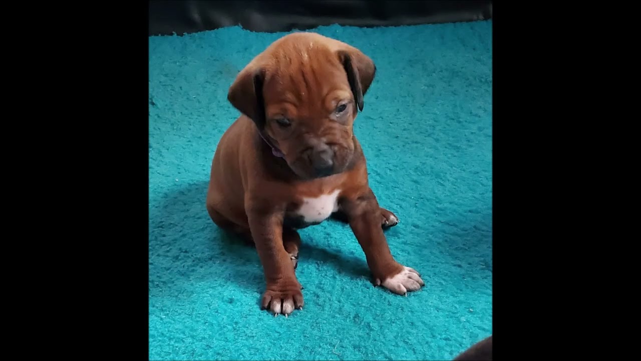 Rhodesian Ridgeback Elaine und ihre Welpen