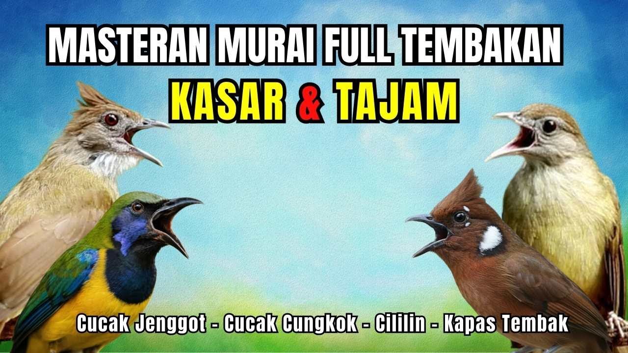 Masteran FULL Tembakan KASAR dan Tajam Kapas Tembak, Cililin, Cucak Jenggot, Cucak Cungkok