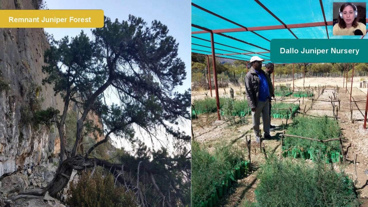 Research Aromatic Webinar: Frankincense Cultivation