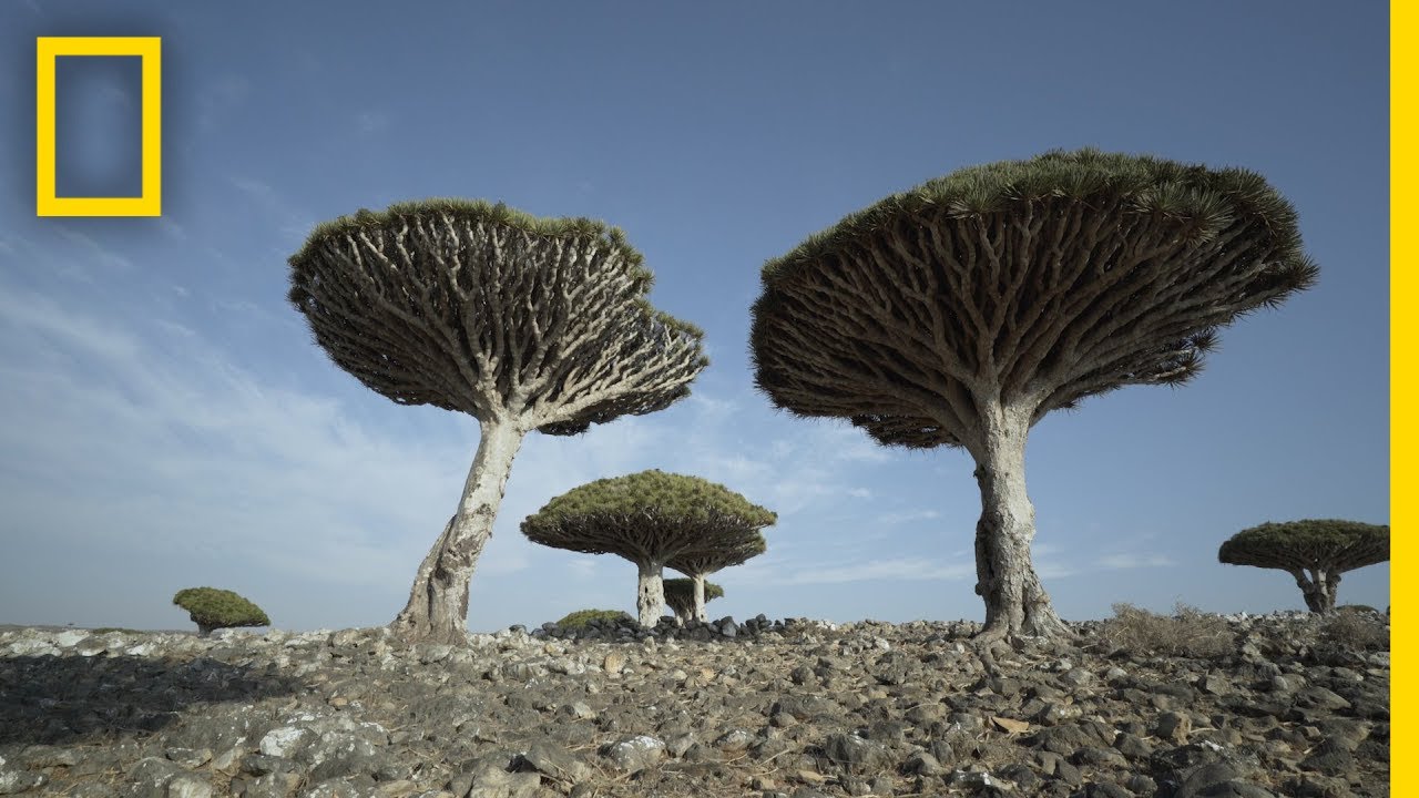 Dragon's Blood Trees of Socotra Are Endangered | National Geographic