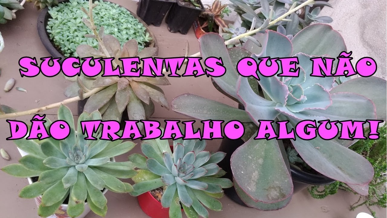 Identificações de echeverias e dicas.