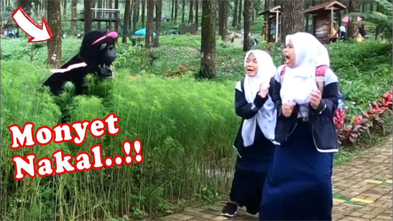 Surprise from the Naughty monkey..!! Monyet Nakal
