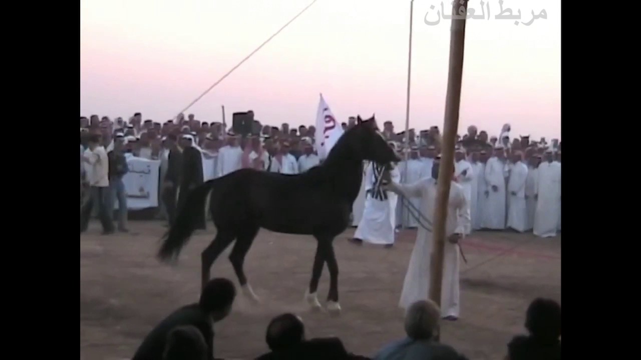 زيارة أعضاء منظمة الواهو للخيل العربية الأصيلة لمضارب قبيلة شمر في سوريا عام 2007 .