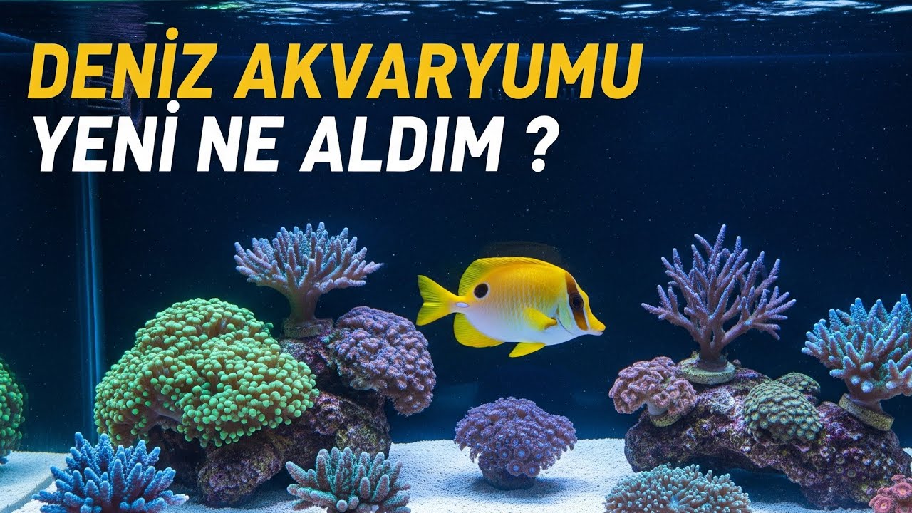 Yeni Balık ve Mercan Eklendi! Akvaryumda Renk Patlamasına Devam