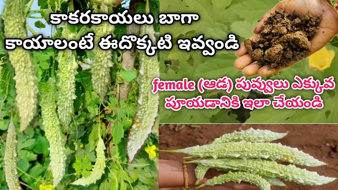 bitter gourd growing | How to get more bitter gourds | bitter gourd plant from seed #bittergourd