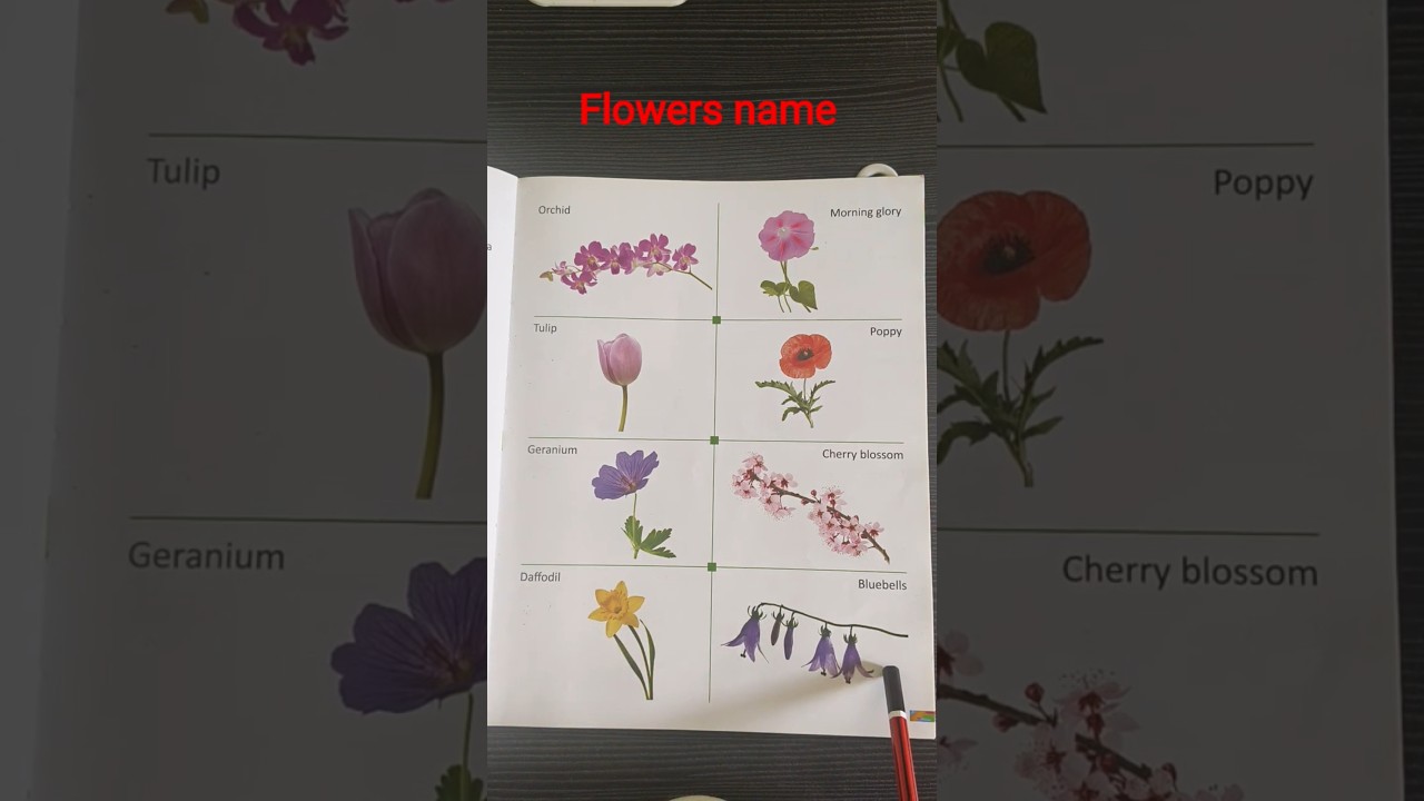 #flowers  name #englishlearning #flowers name for kids #funny #viralvideo #trending #youtube #song#