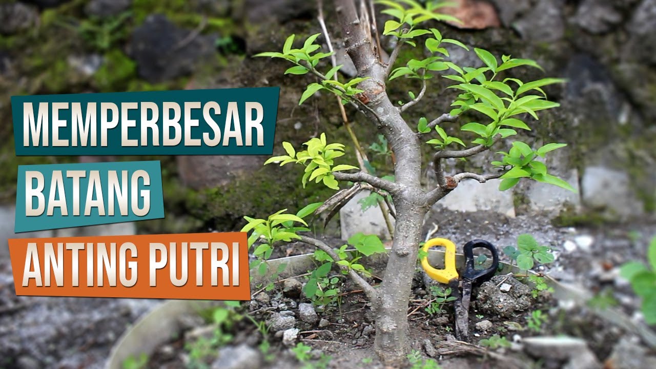 Cara Memperbesar Batang Bahan Bonsai Anting Putri