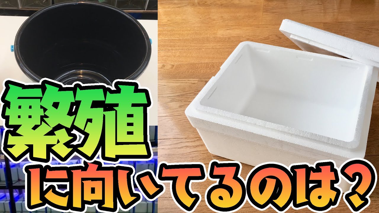 【ベタ繁殖】繁殖に向いている水槽について【繁殖方法】