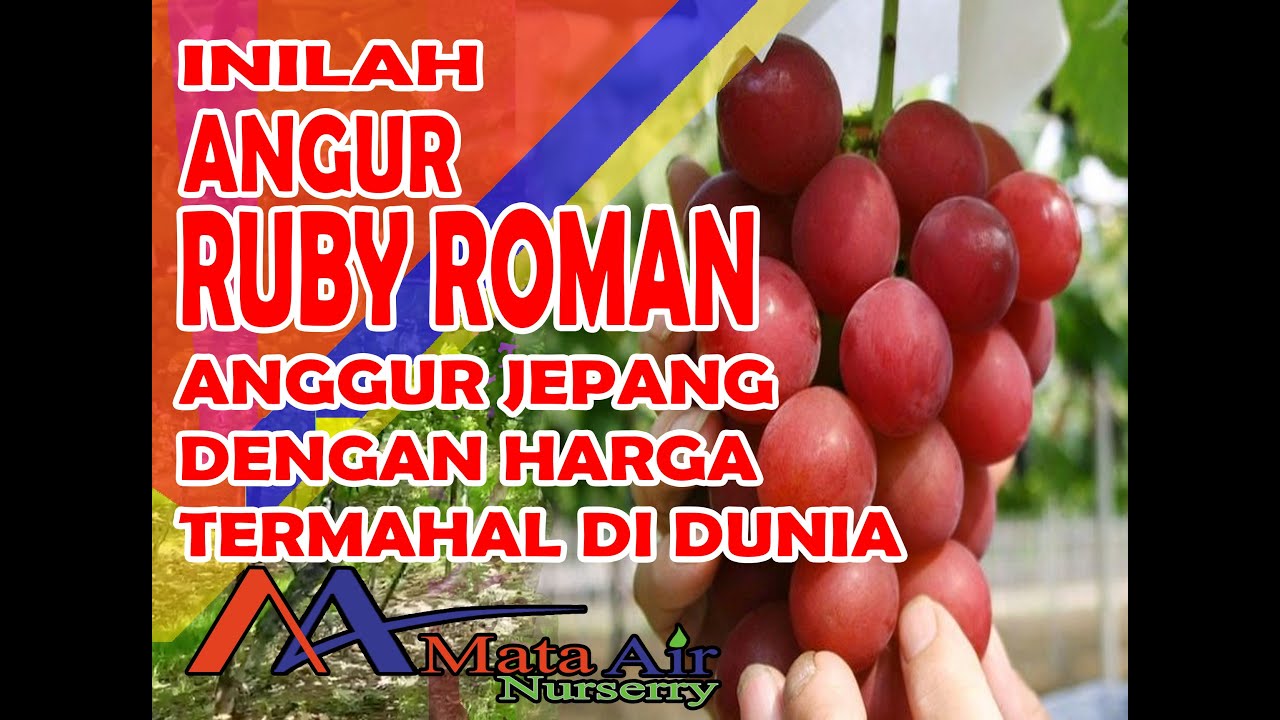 INILAH ALASAN MENGGAPA ANGGUR RUBY ROMAN MENJADI ANGGUR JEPANG TERMAHAL DI DUNIA