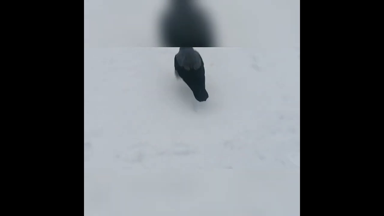 Реакция ворон на кукурузную кашу / Hooded crows reaction to cornmeal porridge