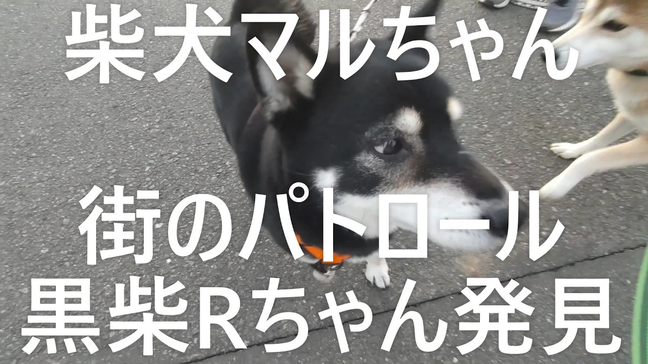 柴犬マルちゃん　街のパトロール　黒柴のRちゃんを発見　冬の夕暮れ散歩　#shibainu Maru-chan
