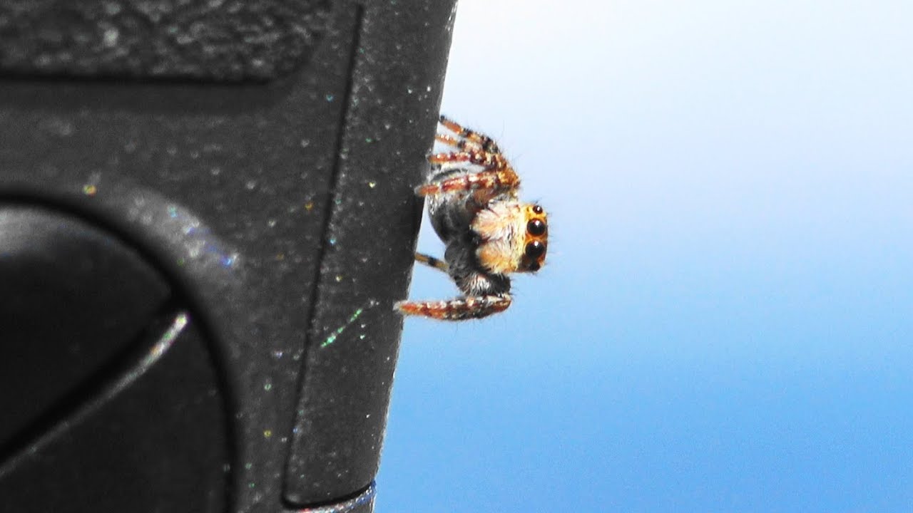 驚くハエトリグモ