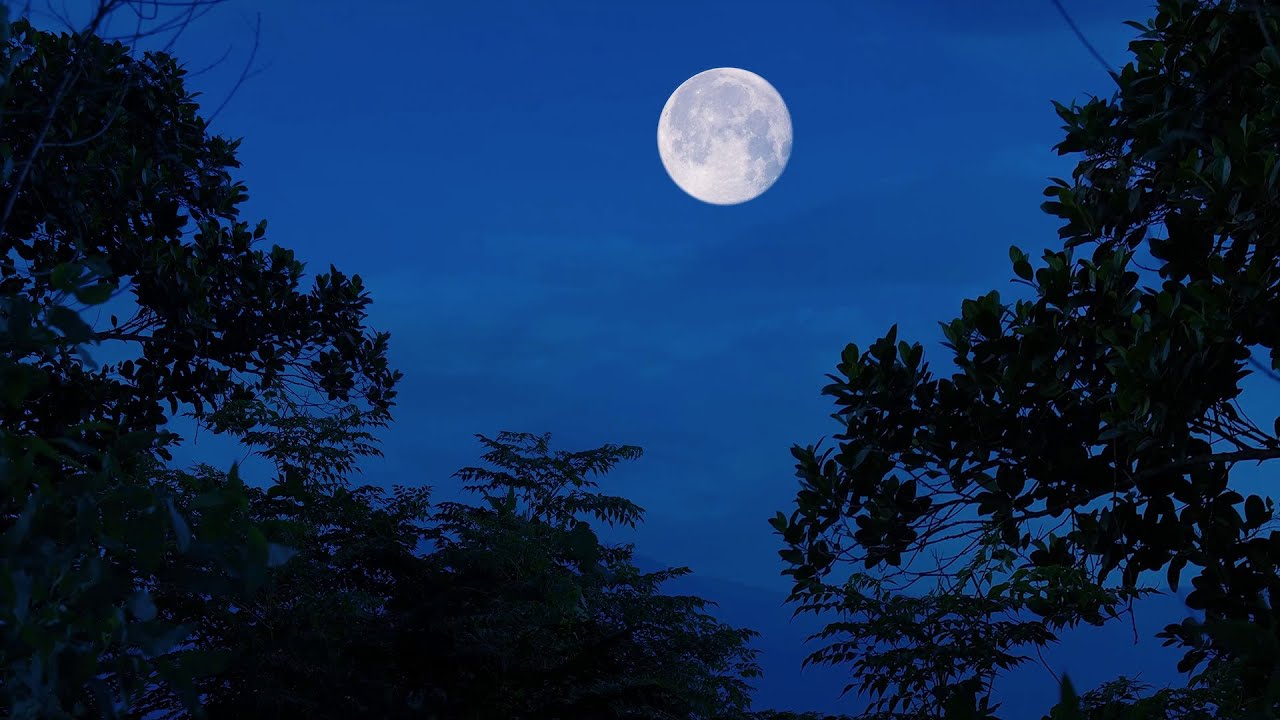 Nighttime Jungle Sounds, Nature sounds of Cricket, White noise, Deep Sleep Nature Sounds