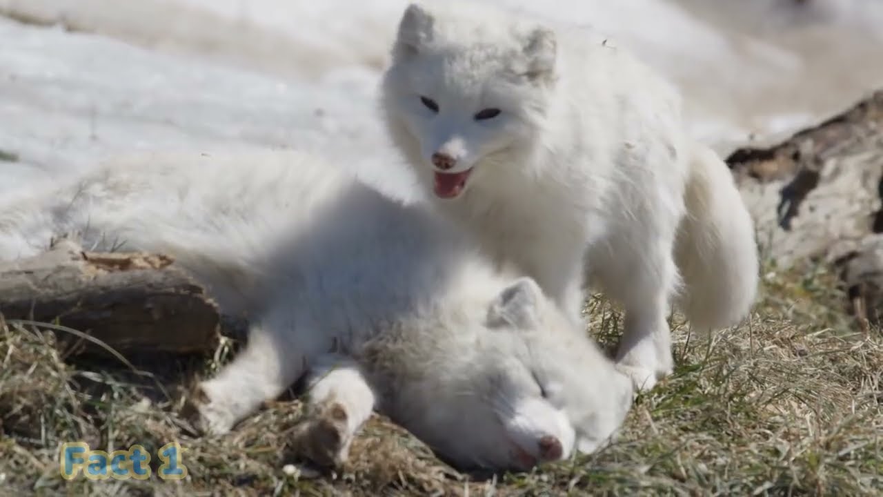 5 Cute Arctic Fox Facts