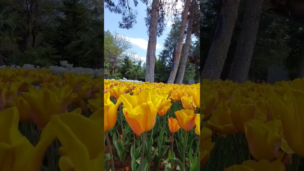 Allah'ın Kevni Ayetleri 