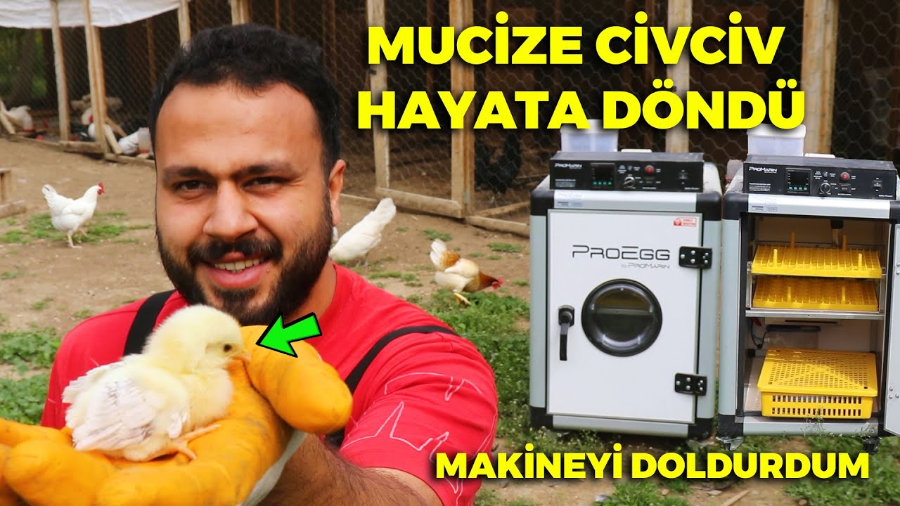 MUCİZE OLDU ! Şaşıracaksınız - Civciv Hayata Döndü - Proegg Kuluçka Makinesi Dolum - Yumurta Toplama
