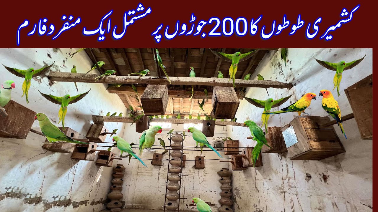 Visited at Gaggu Breeding Farm in Kot Addu Pakistan I 2022 I Raw Kashmiri & Ringneck Farming