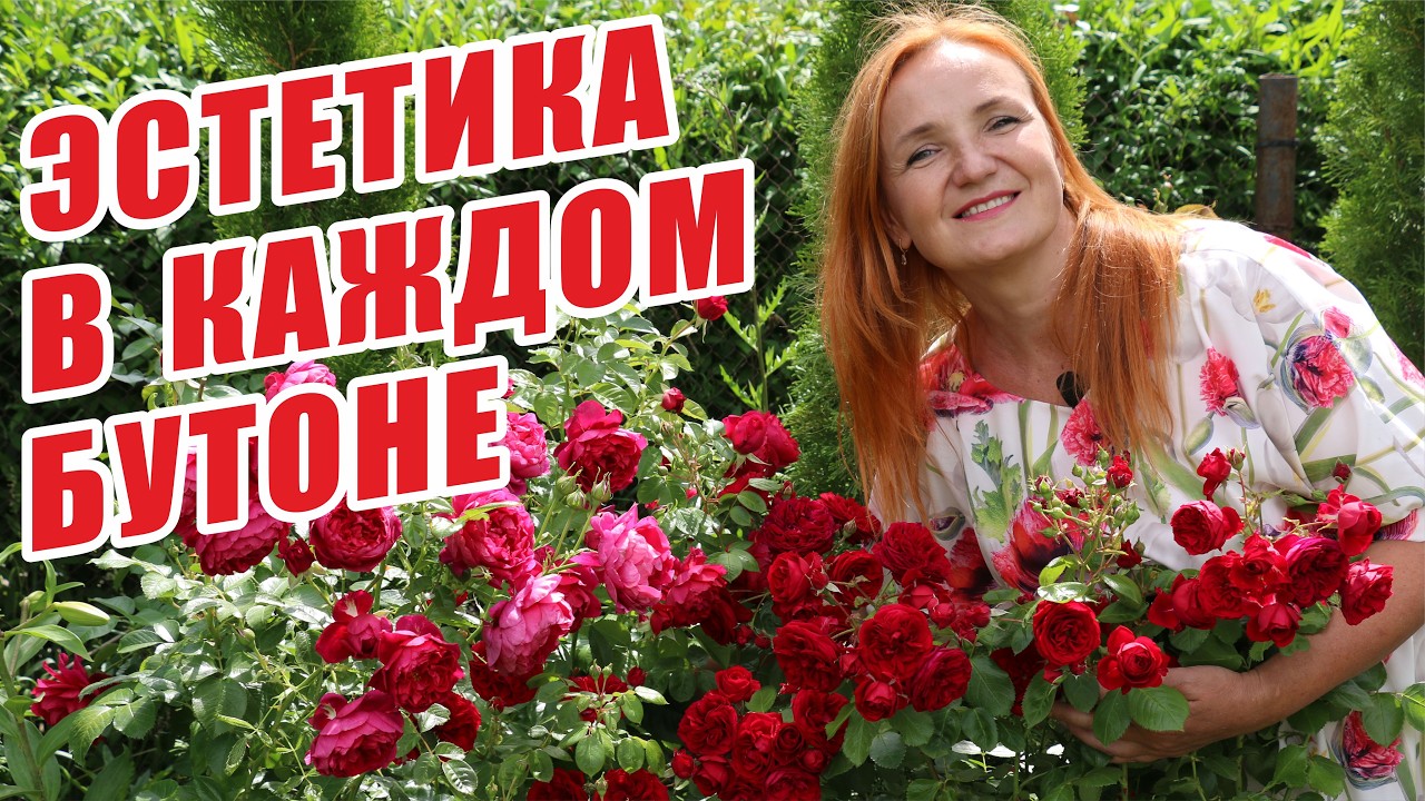 В ГОСТЯХ У РОЗ. ОБЗОР САДА И БИОПРЕПАРАТОВ ДЛЯ НОВОГО СЕЗОНА. РОЗЫ В САДУ. ЛУЧШИЕ СОРТА РОЗ.
