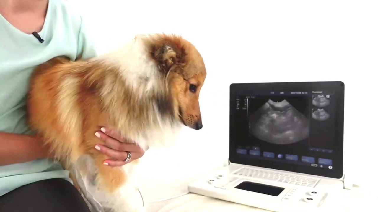 ScanPad Lite Ultrasound Machine Walkthrough