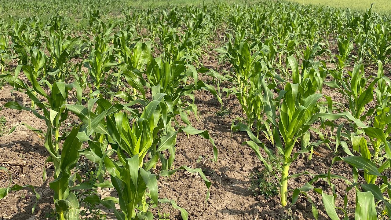 Ek saath 3 Fasalon ki kheti! 🌽🌾 Sweet Corn, Chana aur Gehu ka haal. Farming Vlog #2
