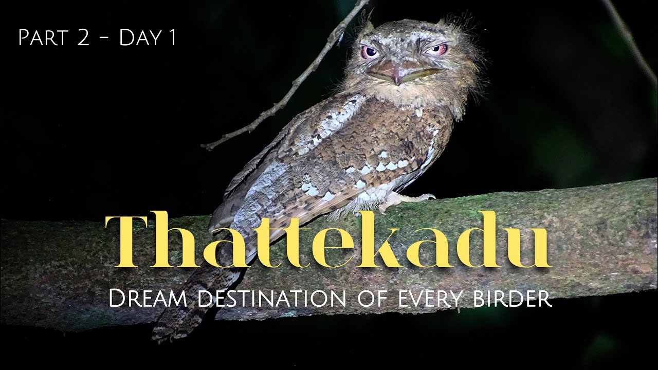 Thattekad - Part 2 | Dream destination of every birder in Kerala | Day 1 with @Wildlife.Kaptured