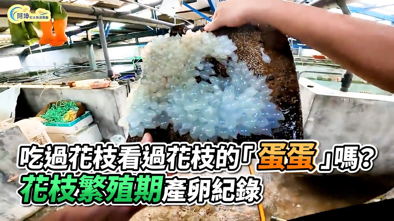 吃過花枝看過花枝的「蛋蛋」嗎？花枝繁殖期產卵紀錄｜VS MEDIAｘ@superlinduke