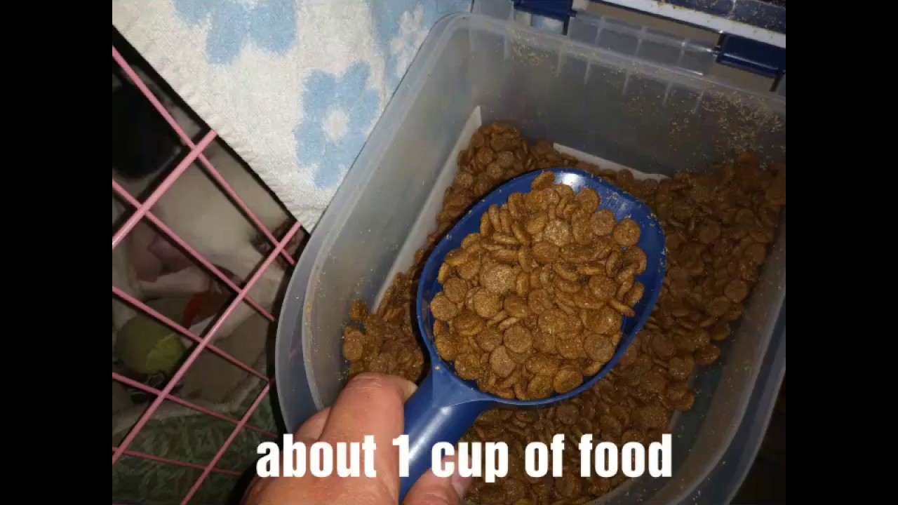 How to feed 5 week old puppies