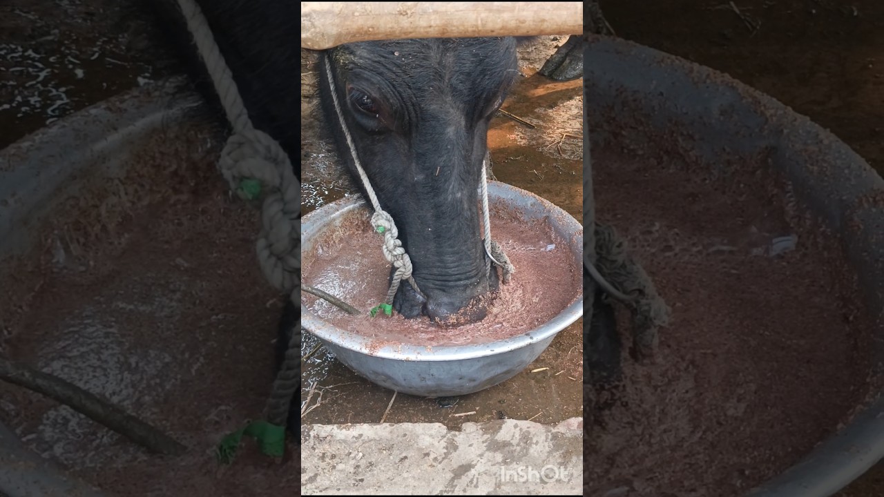 How the buffalo herdsman feeds the buffalo #buffalo #feed