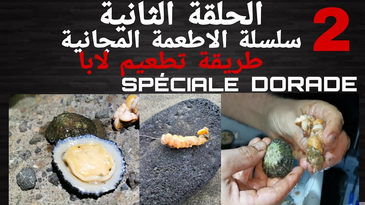 طريقة تطعيم لابا مباشرة من المصيد مع الرايس المهدي