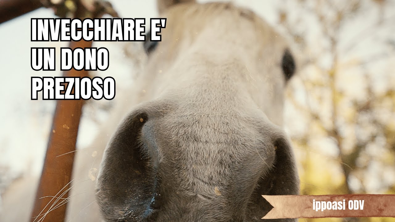 Invecchiare è un dono prezioso - Campagna a sostegno dei cavalli anziani