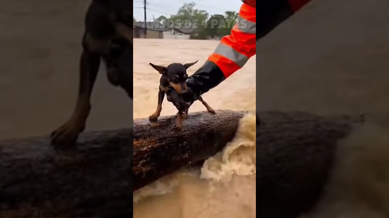 PARE AGORA! M&atilde;e e filhote ficaram presos na enchente 😭 Veja o resgate!