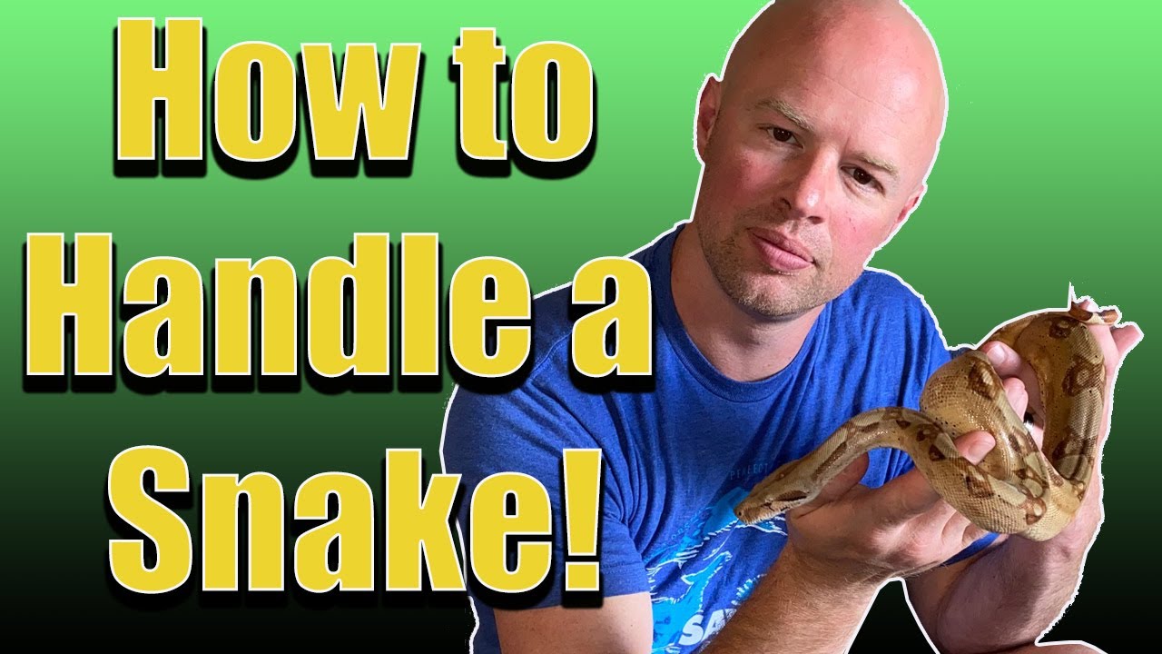 How to handle a snake for the first time - Easy Tips