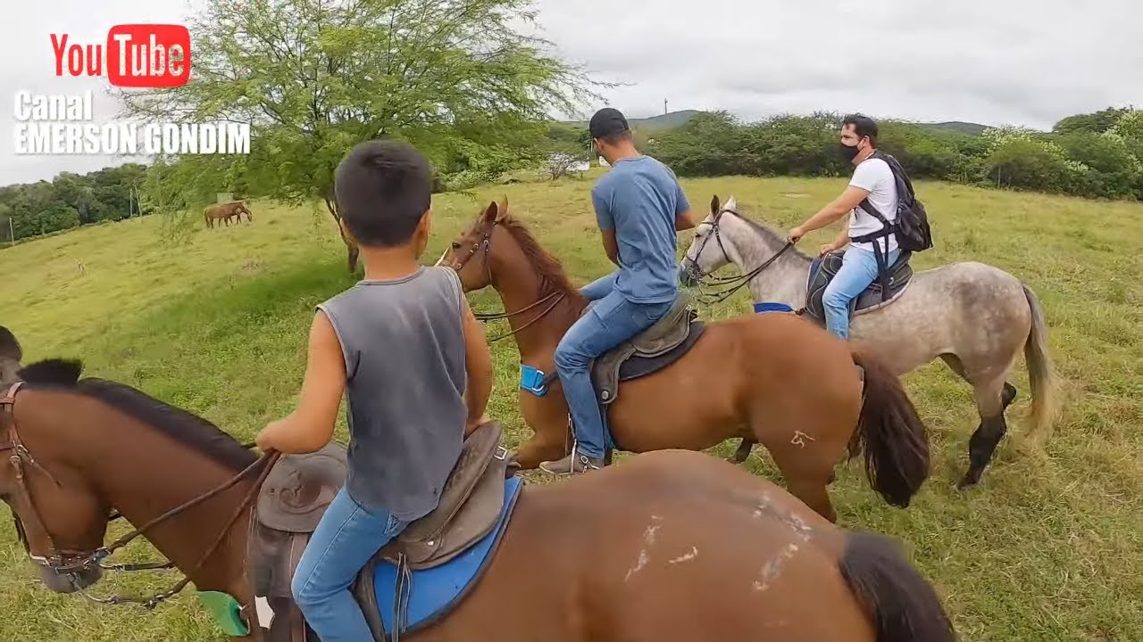 TREINO DE VAQUEJADA - RESENHA E JUNTANDO GADO (PARTE 01)