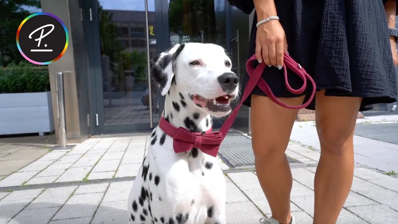 A Day in the Life of an Office Dog at Personio