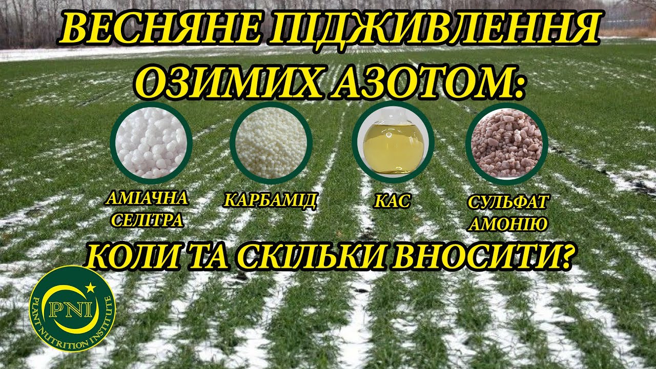 Весняне підживлення озимих азотом 2021: селітра, карбамід, КАС, сульфат амонію