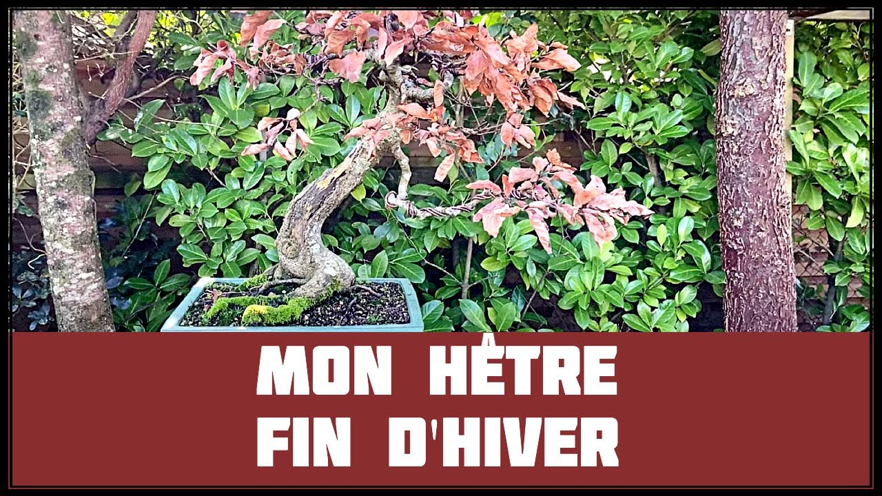 &Eacute;VOLUTION du H&Ecirc;TRE - MARS 2020 - 🌱 NEJIKAN BONSAI 🌱