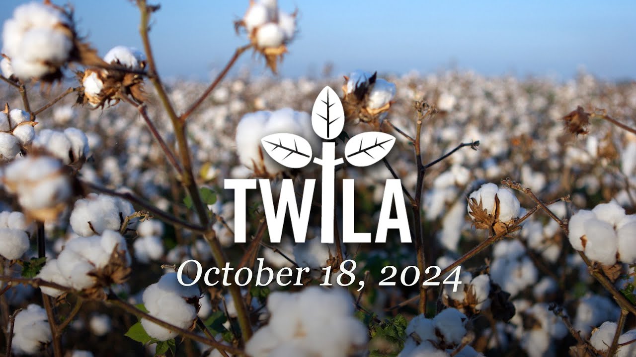 TWILA— October 18, 2024