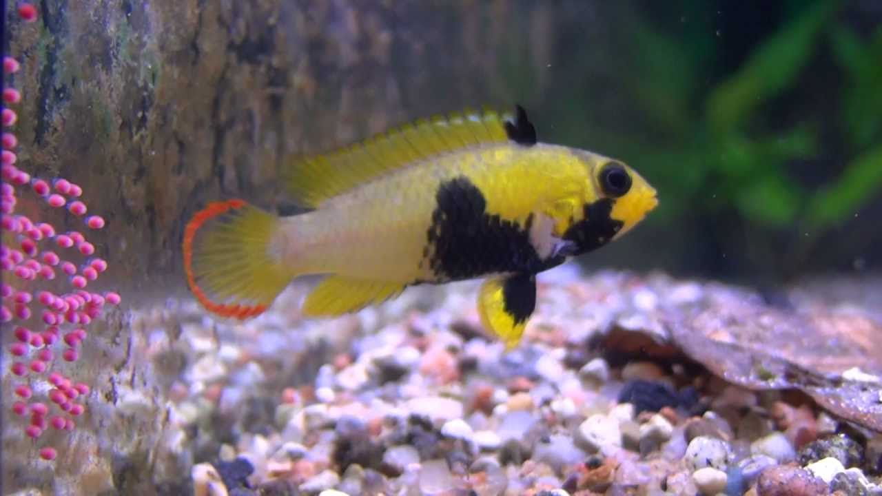 Apistogramma panduro  HD Hodowla Apisto Szczecin