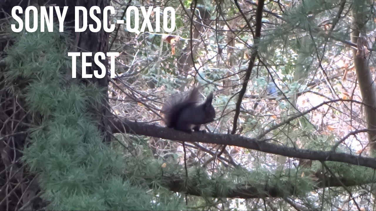 Sony DSC-QX10 TEST 2019 (Squirrel)