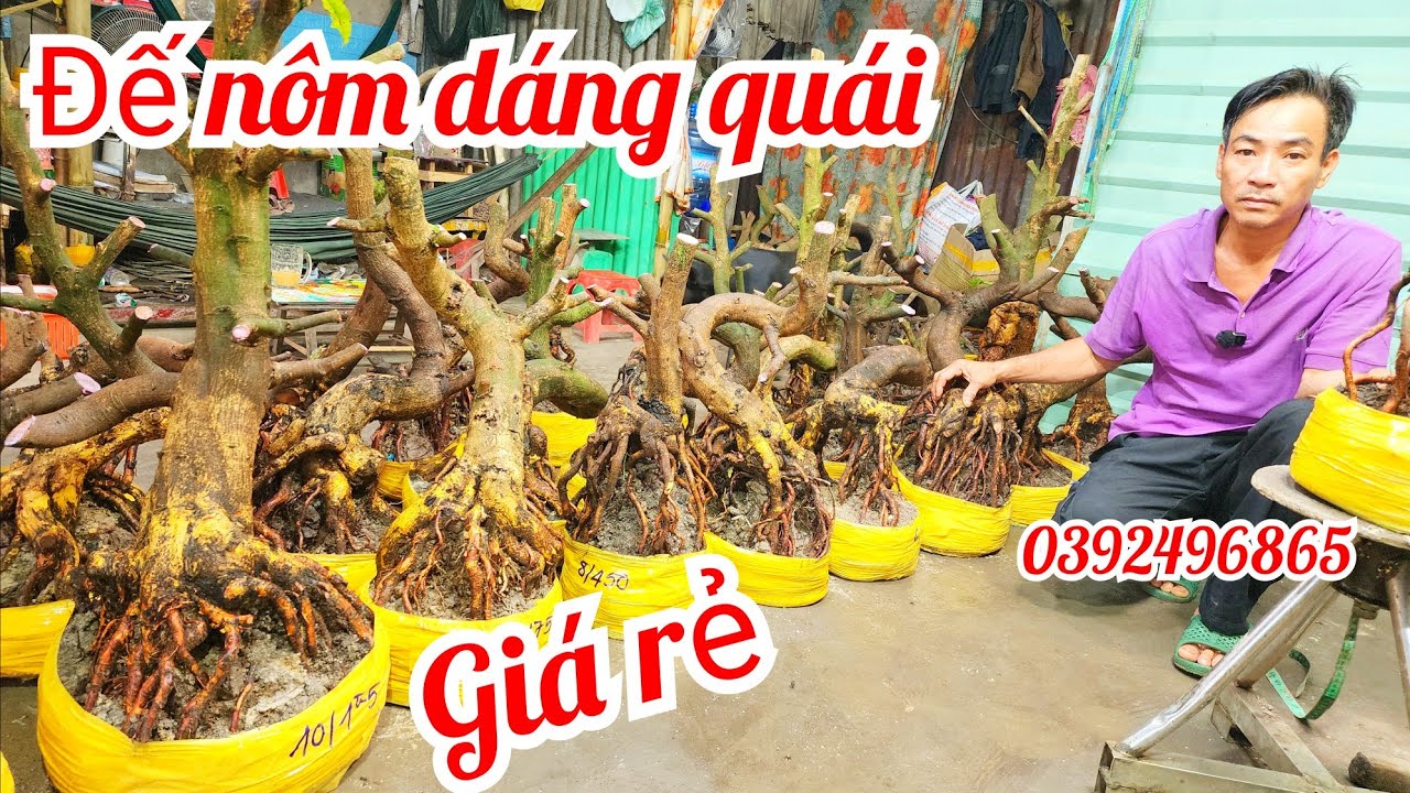 19/1 a Hiếu 0392496865 phôi mai bonsai hoành to đế nôm dáng quái giá rẻ|MaivàngThanhTâm