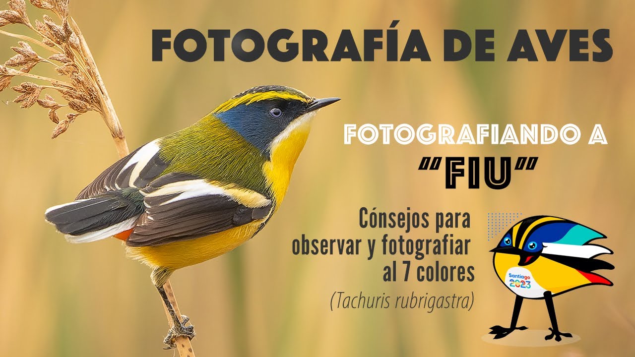 Fotografía de Aves - en búsqueda de 